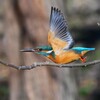 K川中流域のカワセミ♂若 (飛び出し)