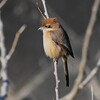 K川下流域・モズ♀