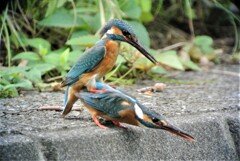 ねだりの♀ところへいきなり♂が交尾に！！....