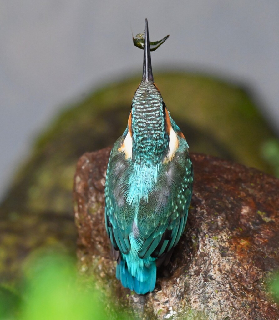都内S川・カワセミ♂ 