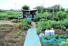 菜園風景.