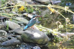 カワセミ♀若・小エビ捕獲