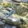 カワセミ♀若・小エビ捕獲