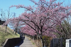 K川沿道・河津桜並木