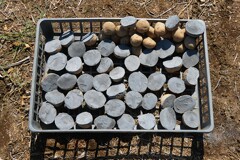 菜園・春シーズンスタートのジャガイモ (キタアカリ4kg)