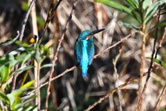 K川・上流のカワセミ♂