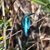 K川・上流のカワセミ♂