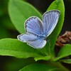 K川下流域・沿道の植え込みにヤマトシジミ