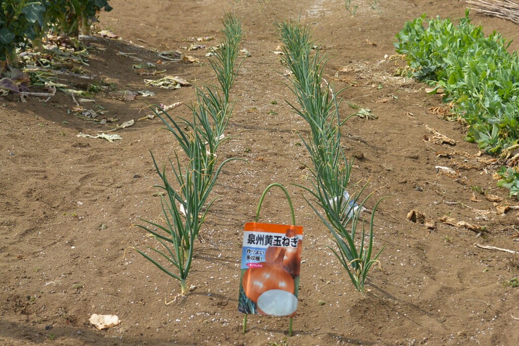 菜園・タマネギ