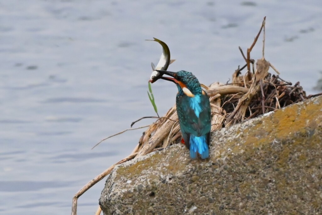 K川下流域・カワセミ♂若大物ゲット！！