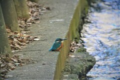 一羽でたたずむカワセミ♂