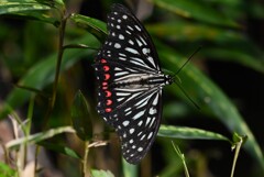 用水路・アカボシゴマダラ