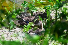 K川中流域・あの大きなカルガモひな8羽
