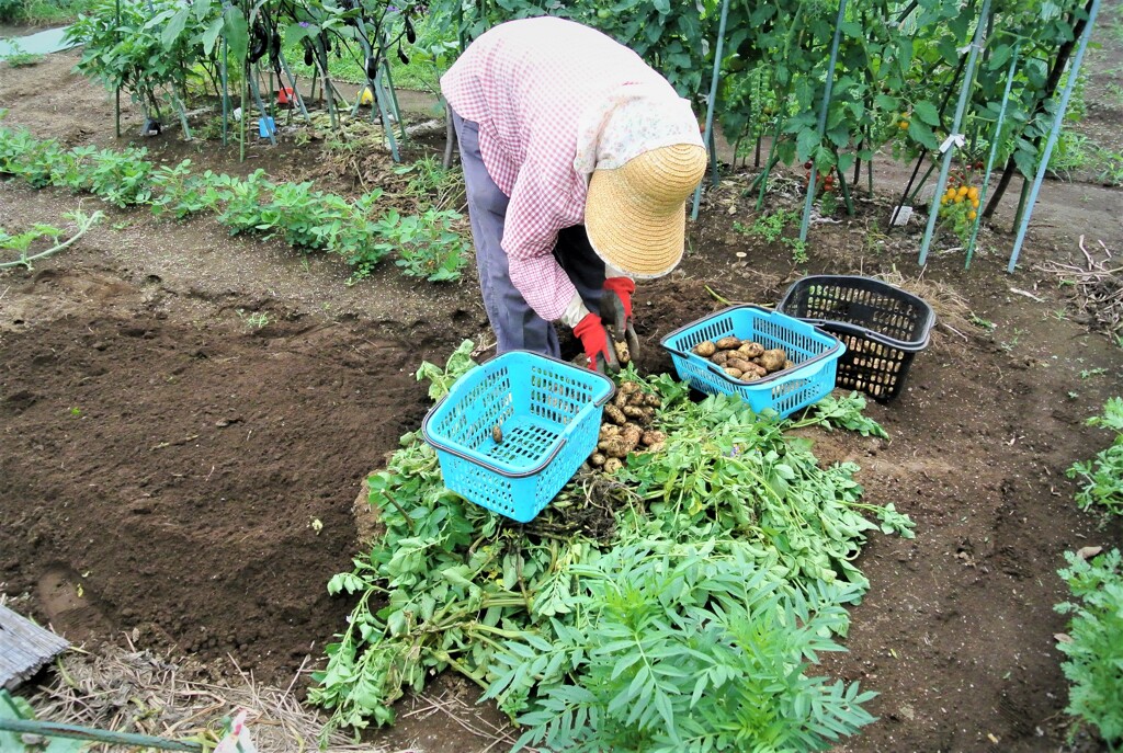 今季最終のじゃがいも掘り.