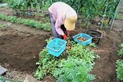 今季最終のじゃがいも掘り.