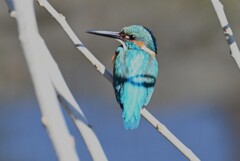 Ｋ川・上流のカワセミ♂.