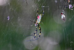 用水路・ジョロウグモ♀