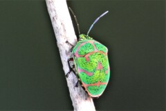 アカスジキンカメムシ