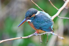 用水路・カワセミ♀若 