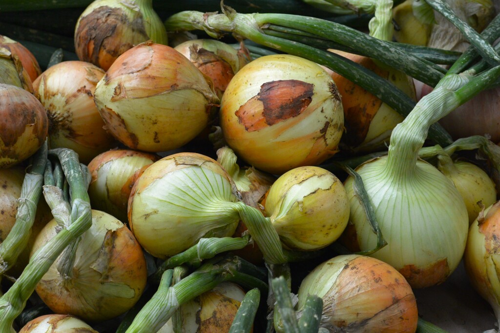 菜園・タマネギ