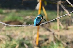Ｋ川・いつものカワセミ♂ 
