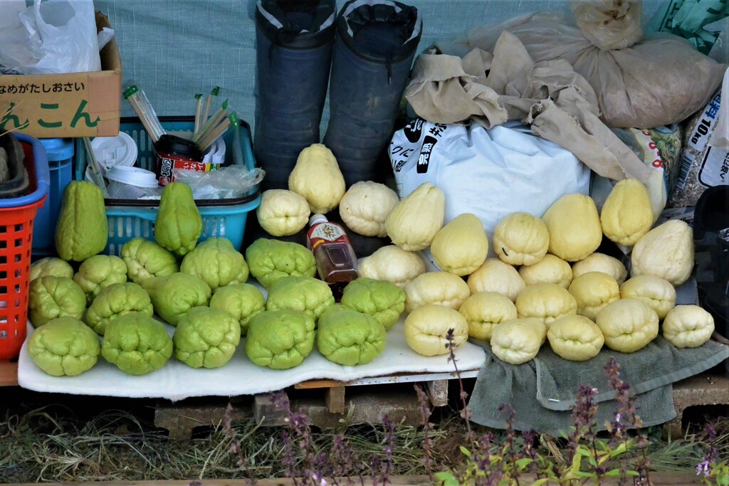 11月3日・ハヤトウリ収穫.