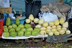 11月3日・ハヤトウリ収穫.