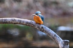 都内公園・カワセミ♂