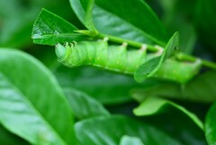 K川下流域・クチナシにオオスカシバの幼虫