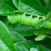 K川下流域・クチナシにオオスカシバの幼虫