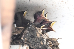 ツバメひな・6羽確認