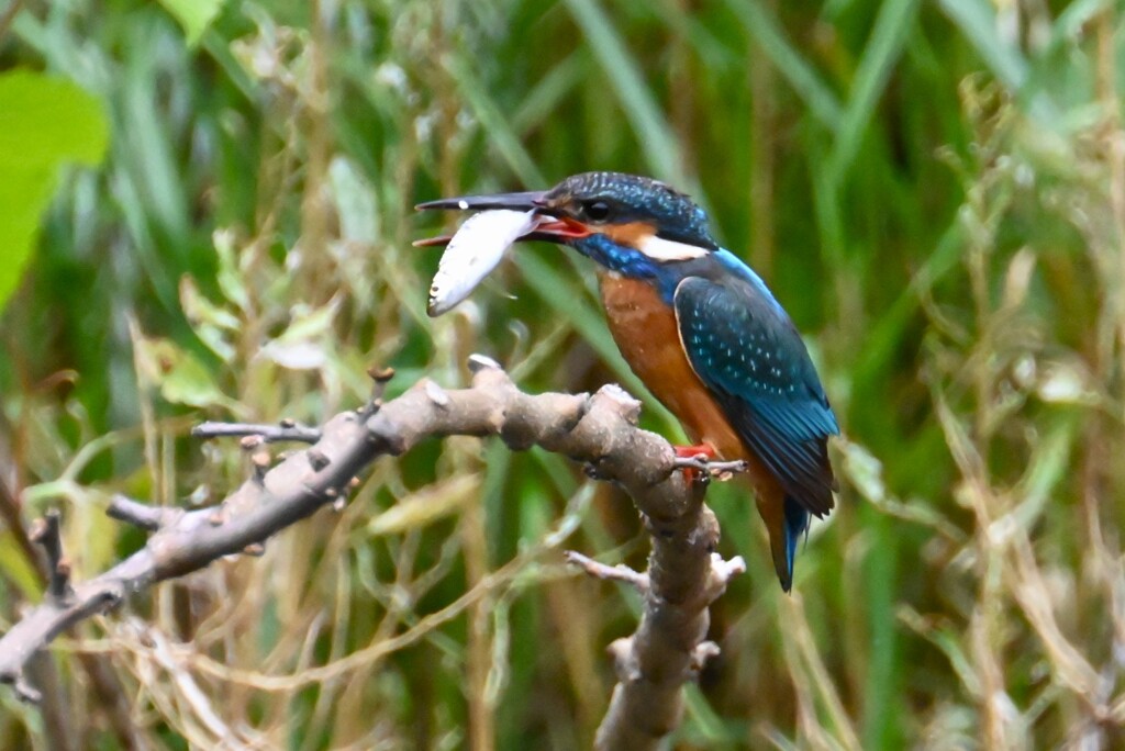 Ｋ川・上流のカワセミ♂、給餌咥えまで・・ 