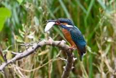 Ｋ川・上流のカワセミ♂、給餌咥えまで・・ 