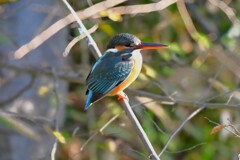 用水路・カワセミ♀若 