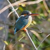 用水路・カワセミ♀若 