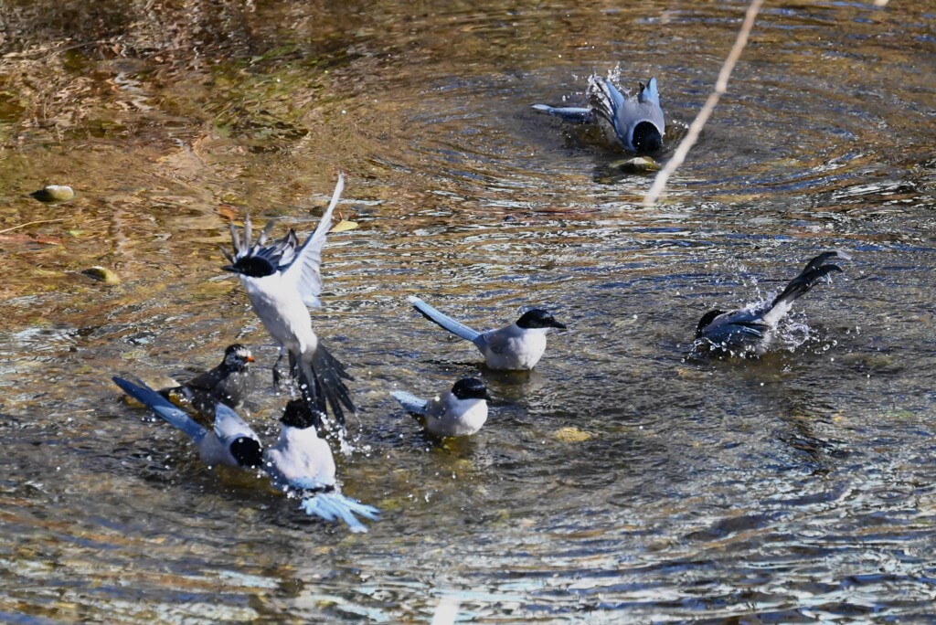K川・ムクドリと7羽のオナガ水浴び