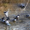 K川・ムクドリと7羽のオナガ水浴び