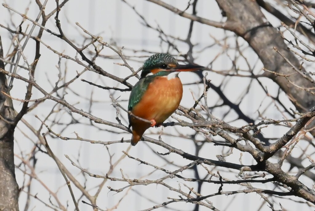 K川・上流域のカワセミ♀