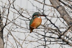 K川・上流域のカワセミ♀