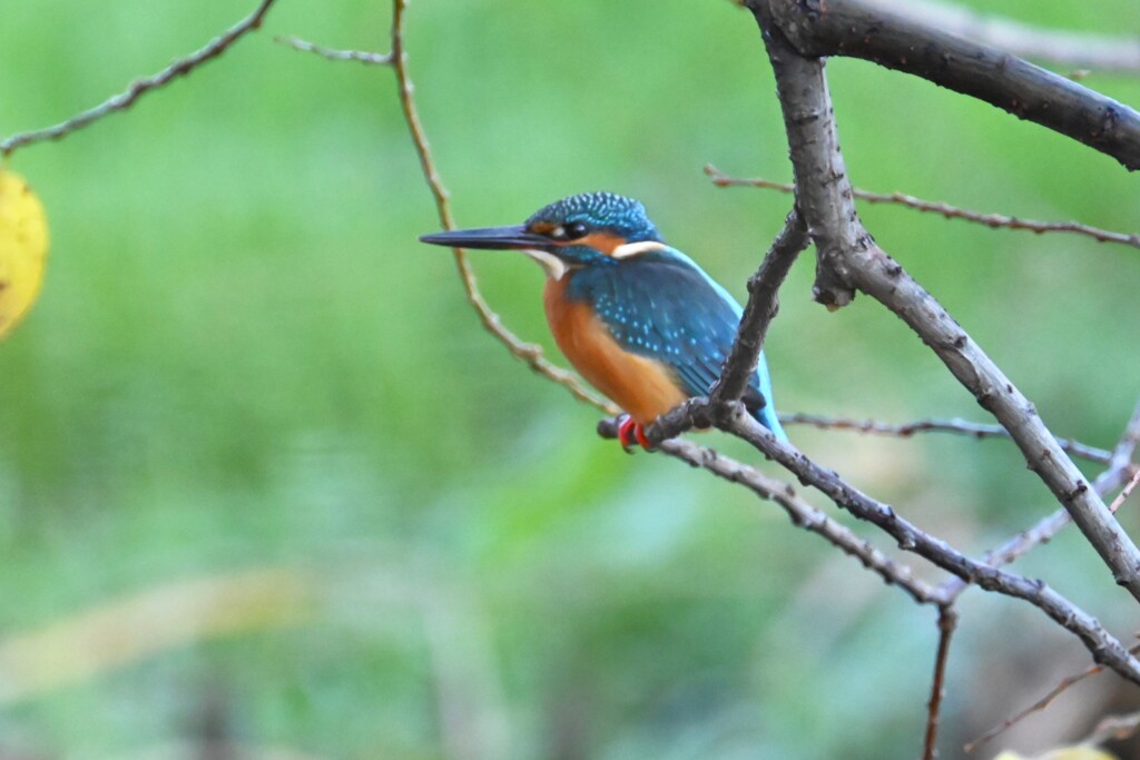 8時3分3羽目（♂）