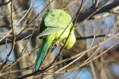 用水路・ワカケホンセイインコ 