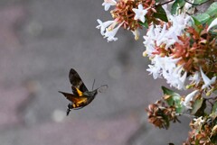 K川沿道・アベリアにホシホウジャク