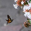 K川沿道・アベリアにホシホウジャク