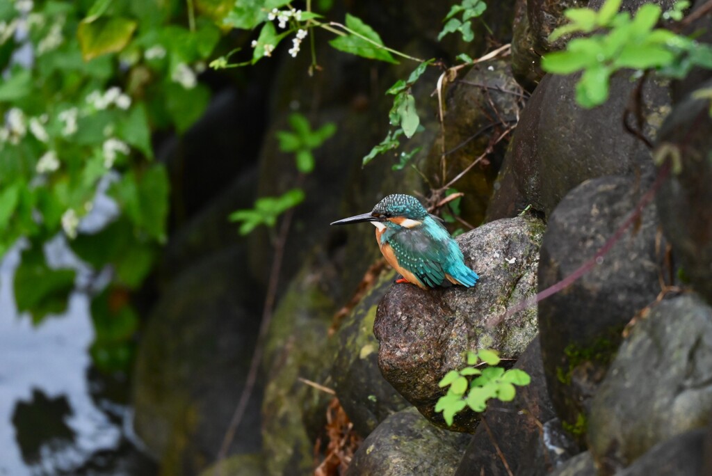 都内S川・カワセミ♂ 