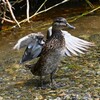 Ｋ川中流域・何故かコガモが・