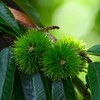 K川下流域沿道・まだ花を付けたクリのイガ