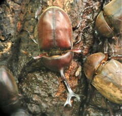 カブトムシ