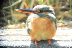 用水路・カワセミ♀...