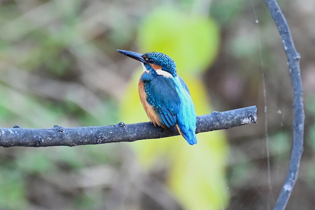 Ｋ川中流域・カワセミ♂若