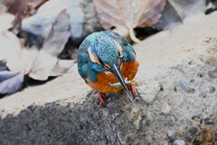 K川下流域・エビを食べるカワセミ♂若鳥